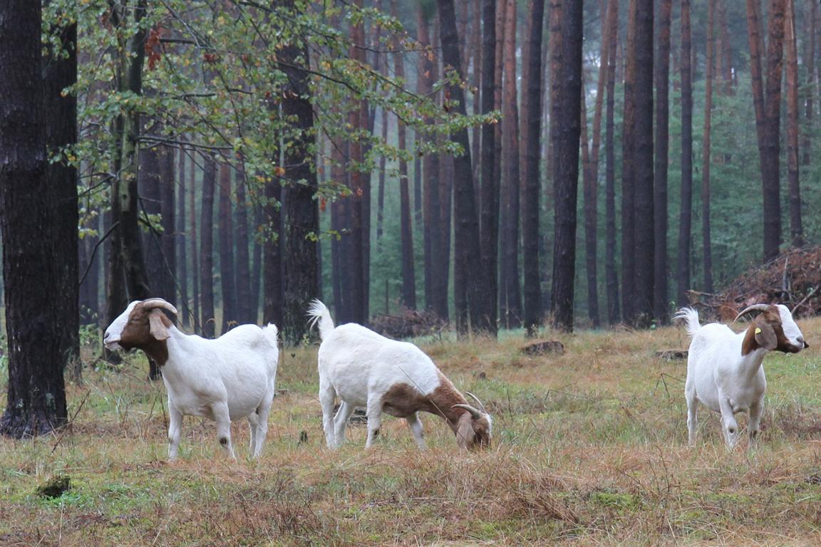 16.09.18 Waldweide Walldorf Ausschnitt heb