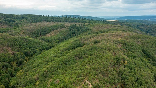 „Dem Wald in Rheinland-Pfalz geht es schlecht“ – Experten schlagen Alarm und rufen zur gemeinsamen Verantwortung auf