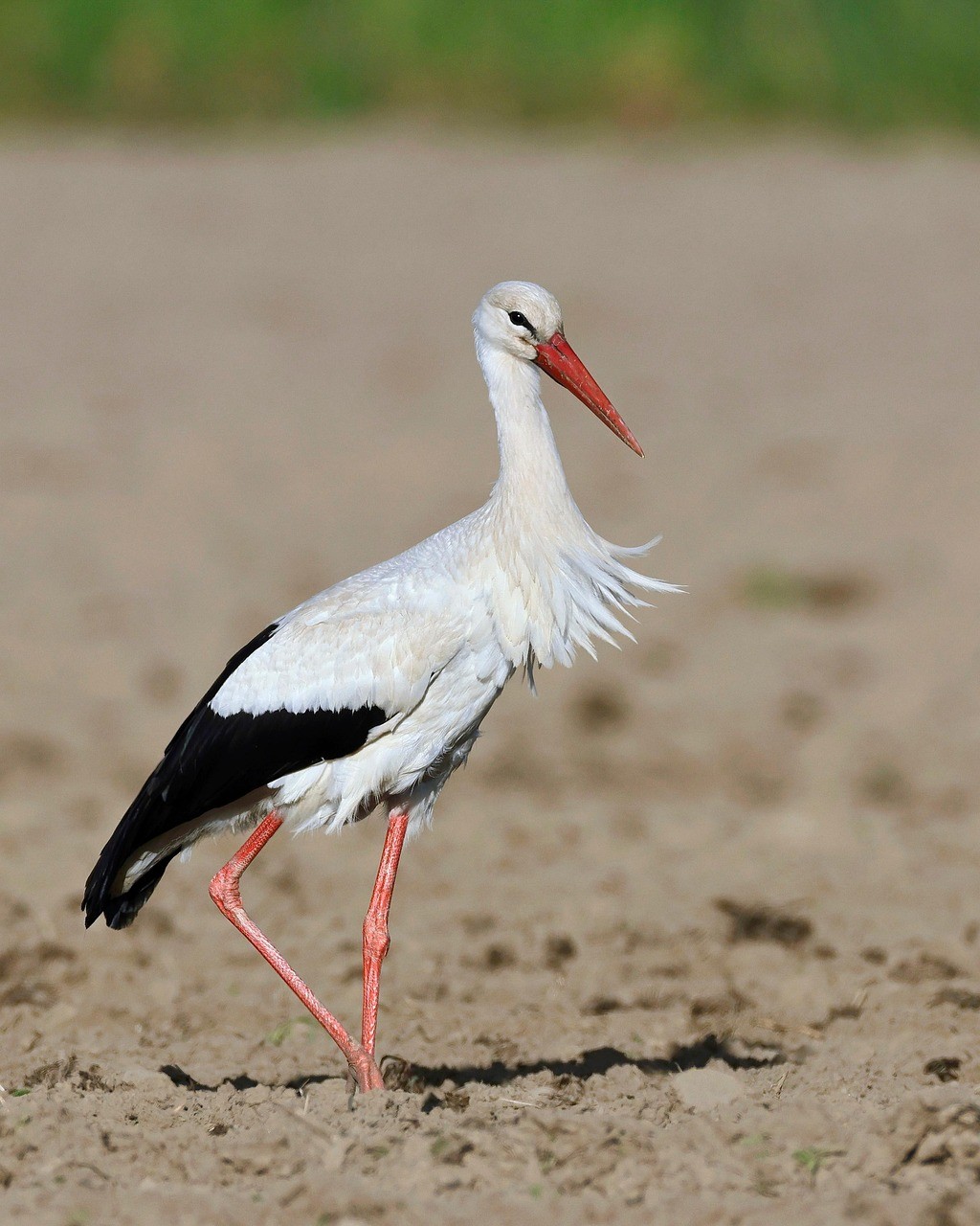 Storch sorgt für tierischen Polizeieinsatz