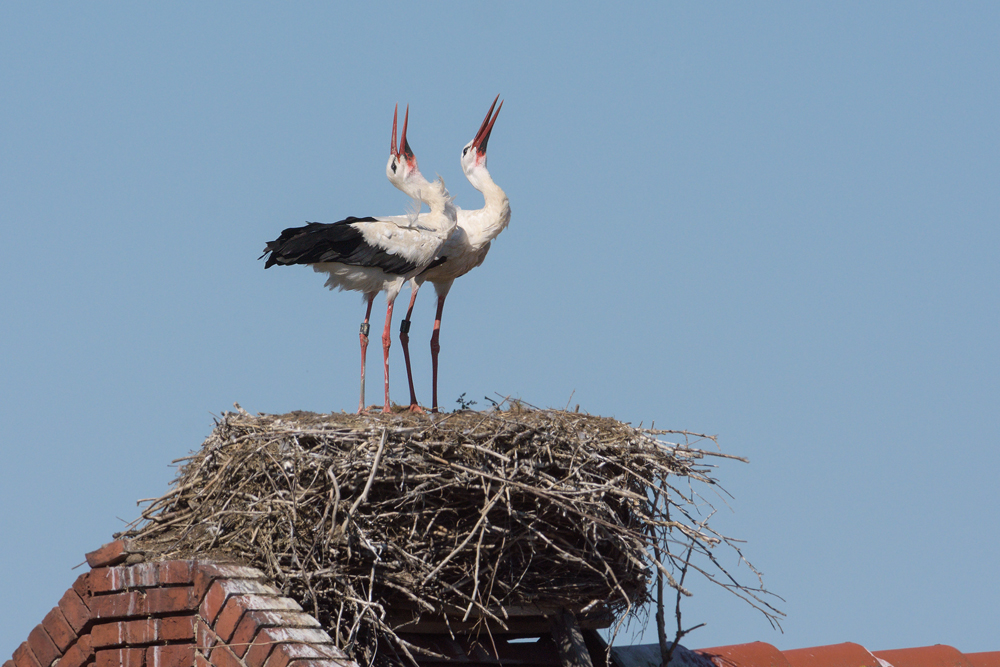 Storch Rita Priemer