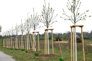 Thomas Tröster TTBaum