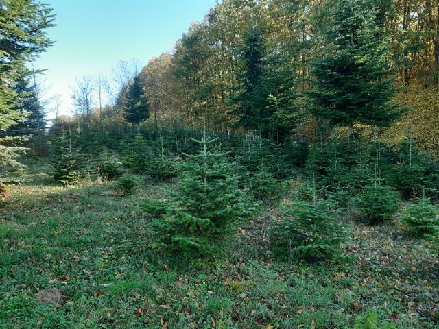 Weihnachtsb