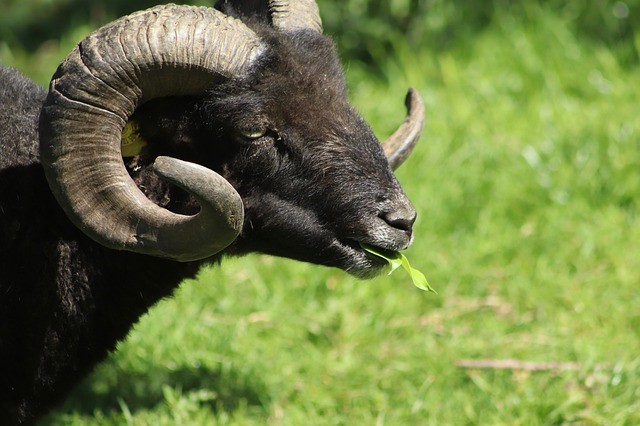 Pixabay schafbock