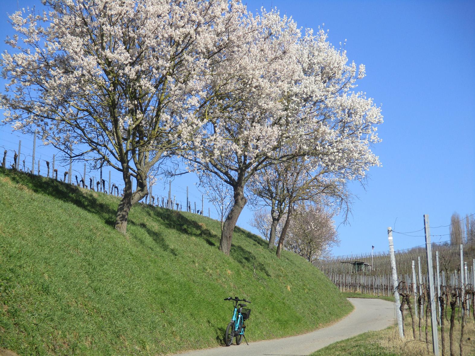 MandelblueteBergst