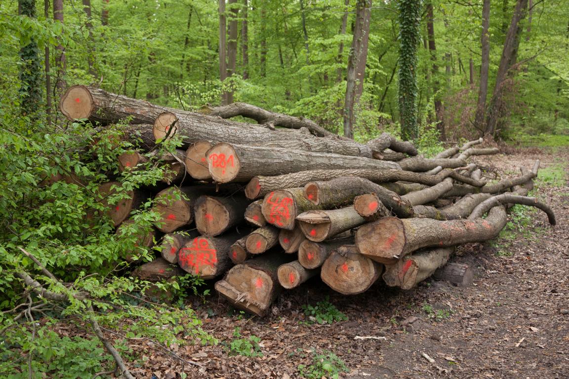 brennholz