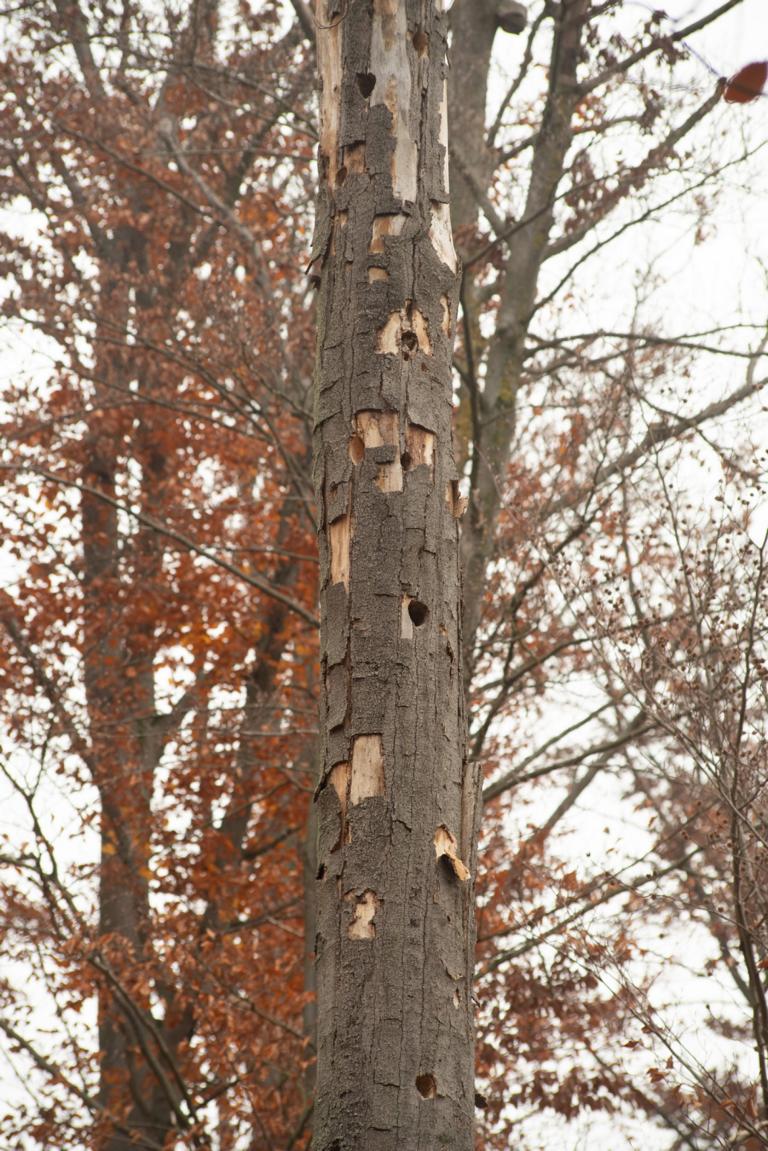 Habitatb