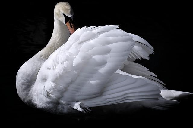 Pixabay schwan