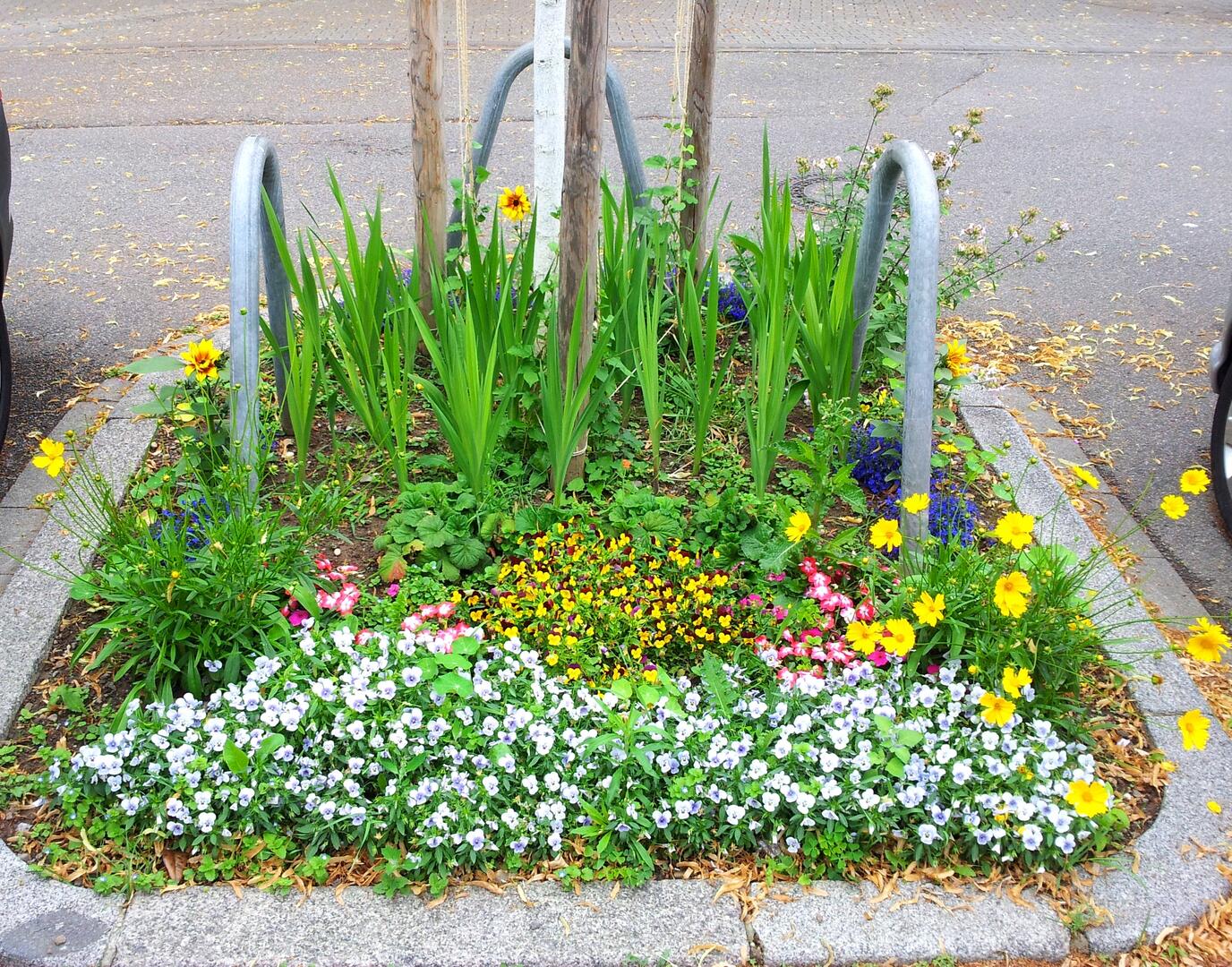 Mannheim: Stadt belohnt neue Baumpatenschaften mit Staudenpflanzen