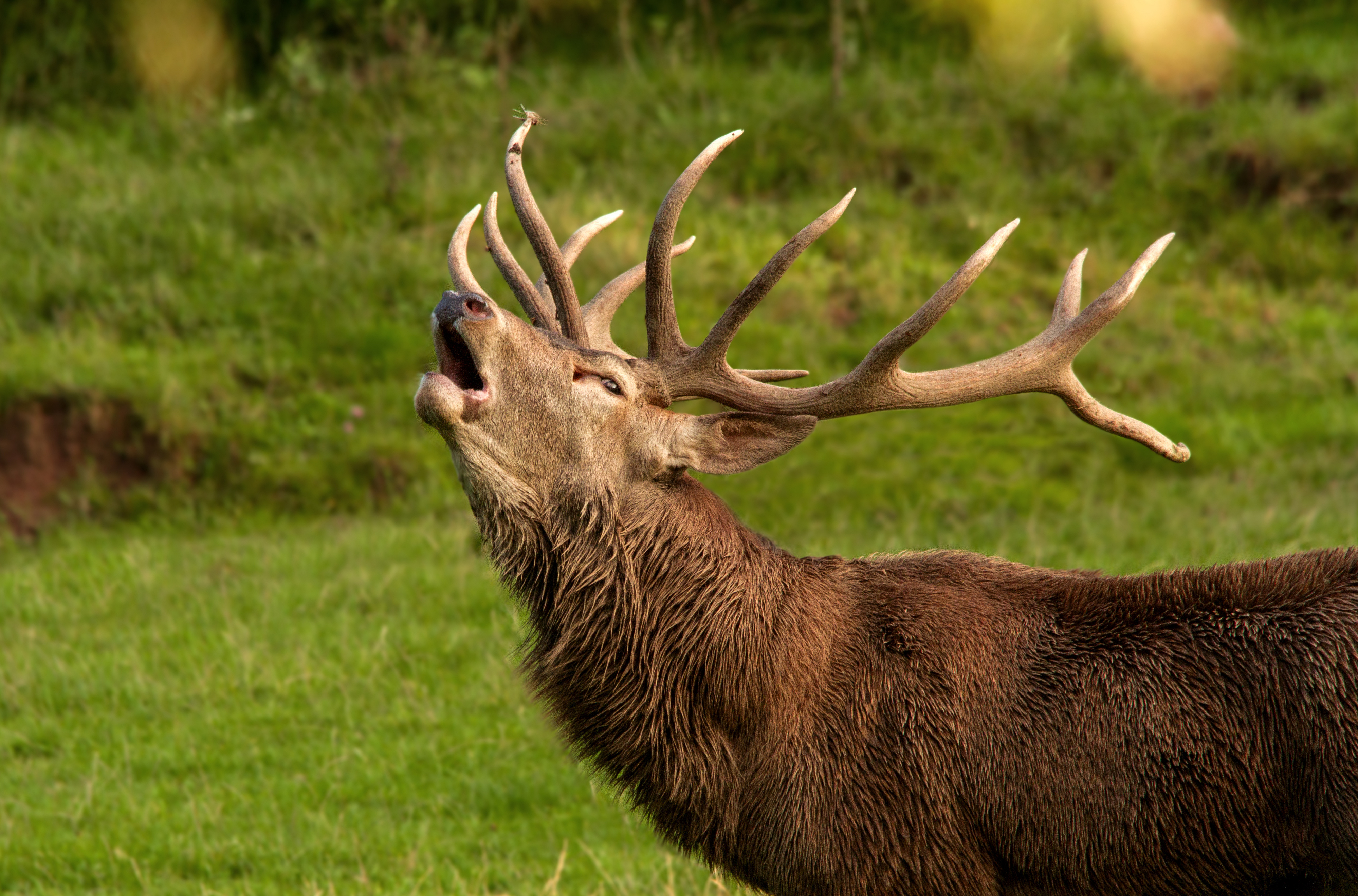 Cleebronn: Wenn der Wald röhrt – Hirschbrunft im Wildparadies Tripsdrill
