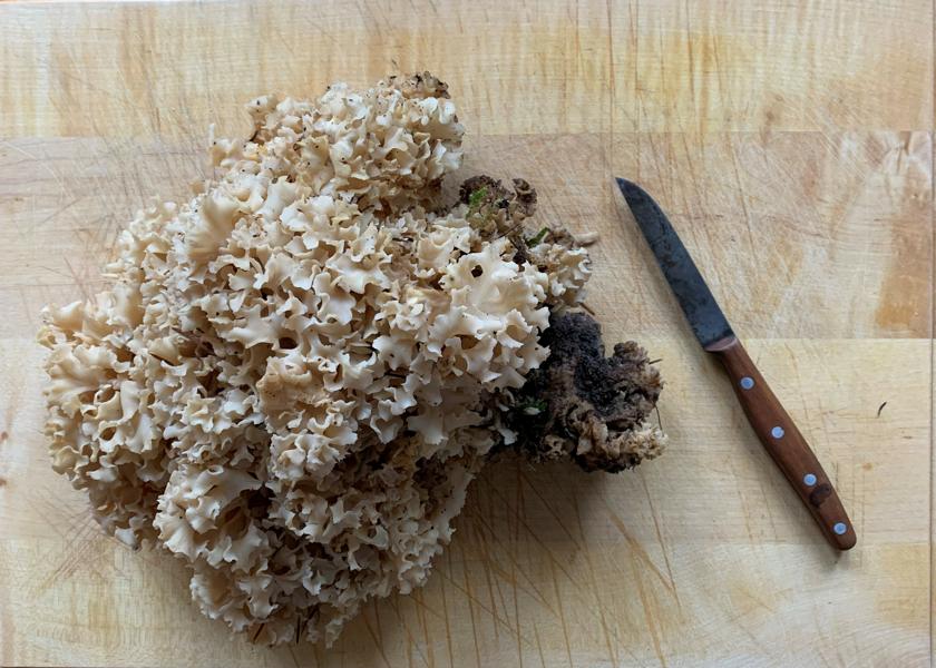 Rhein-Neckar-Kreis: Pilzsaison gestartet – wo Sammeln erlaubt ist und was Sammler wissen sollten