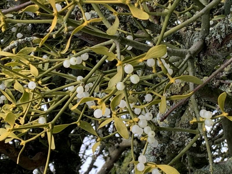 Rhein-Neckar-Region: Warum der Mistelschnitt unsere Streuobstwiesen rettet