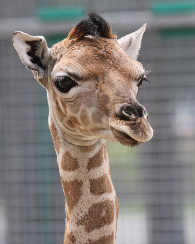 K1024 19754592938 5df489c631 o