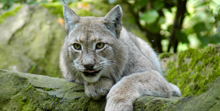 Luchs 01