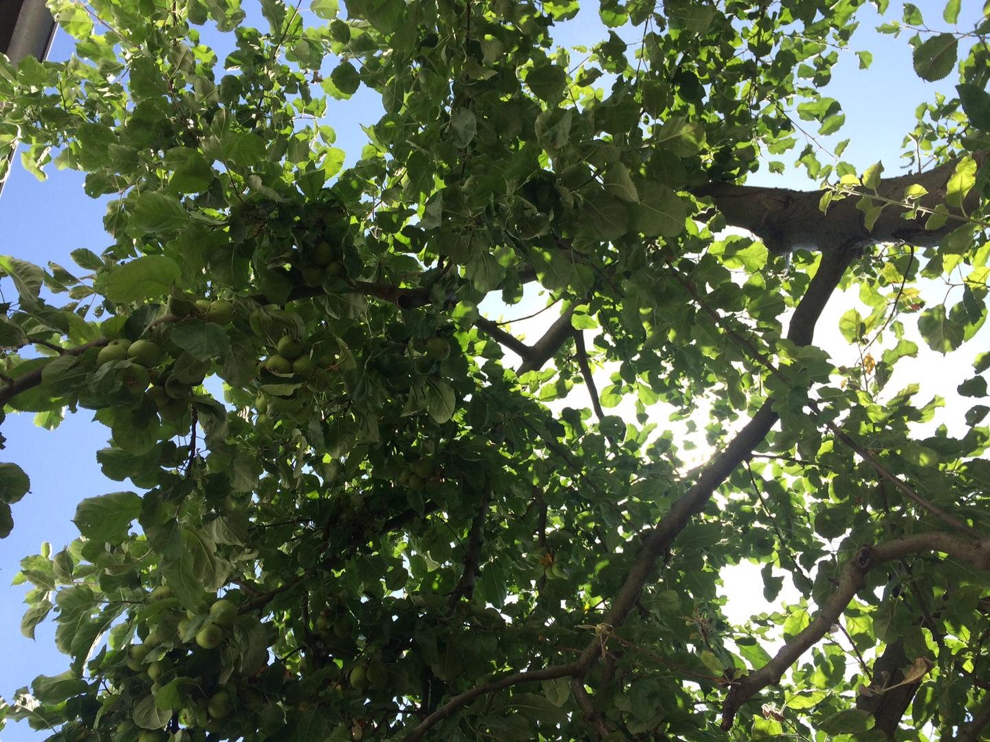 Stadt Mannheim baum sommer
