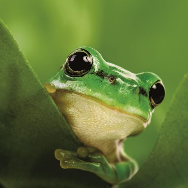 Stadt Mannheim Frosch TdA