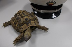 polizeidirektion ludwigshafen pol pdlu landschildkroete auf abwegen