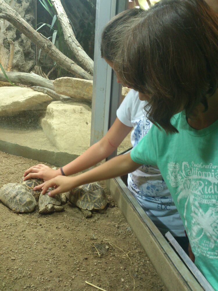 Schildkroeten