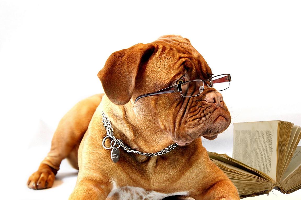 dog 734689 1920
